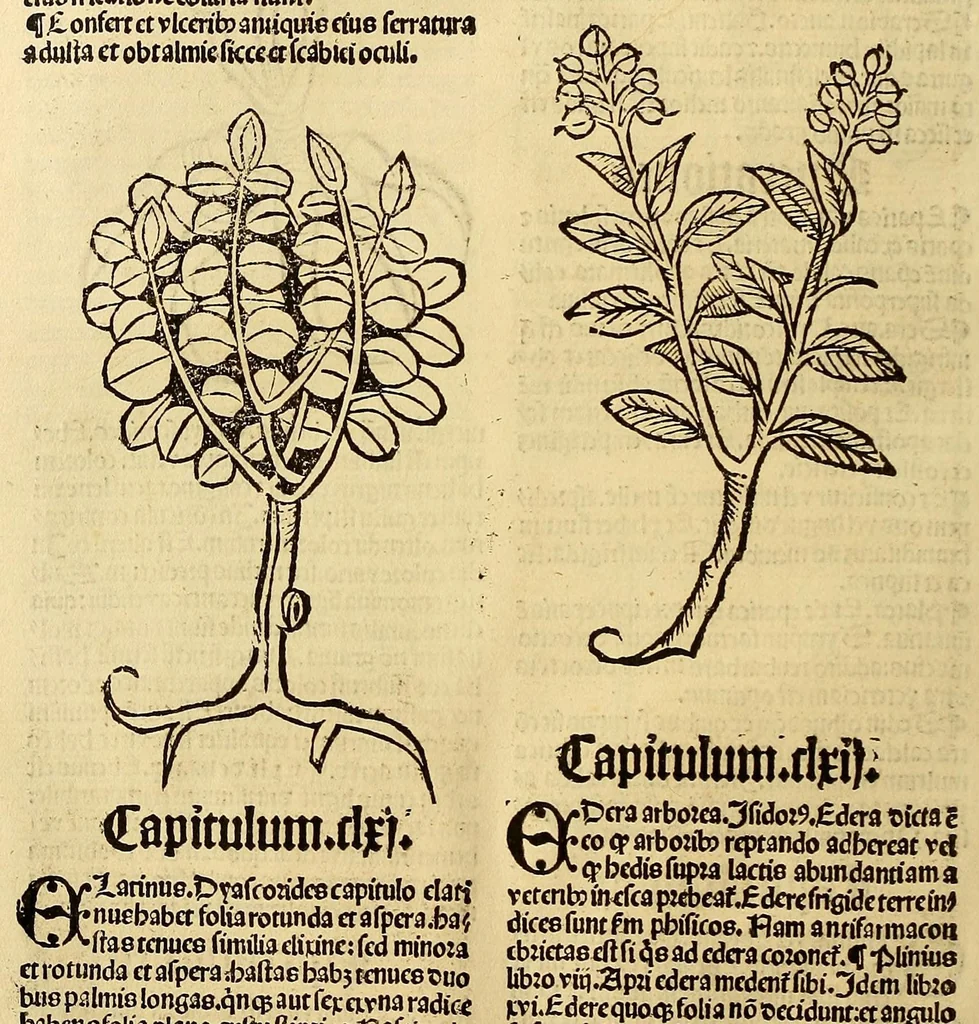 An illustration from Ortus sanitatis, leaf 138