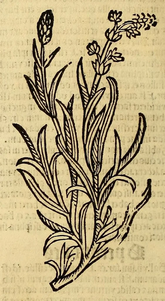 An illustration from Ortus sanitatis, leaf 198
