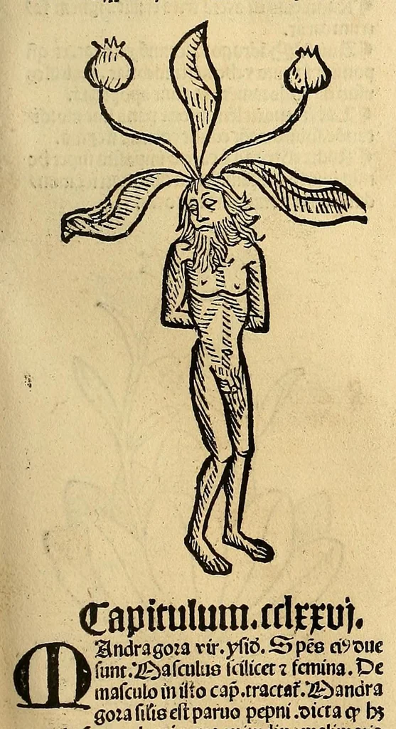 An illustration from Ortus sanitatis, leaf 215