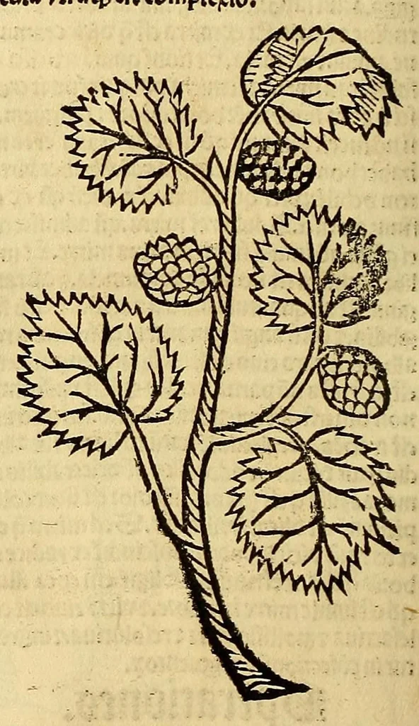 An illustration from Ortus sanitatis, leaf 232