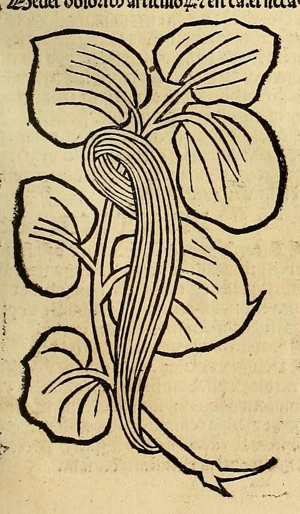 An illustration from Ortus sanitatis, leaf 273