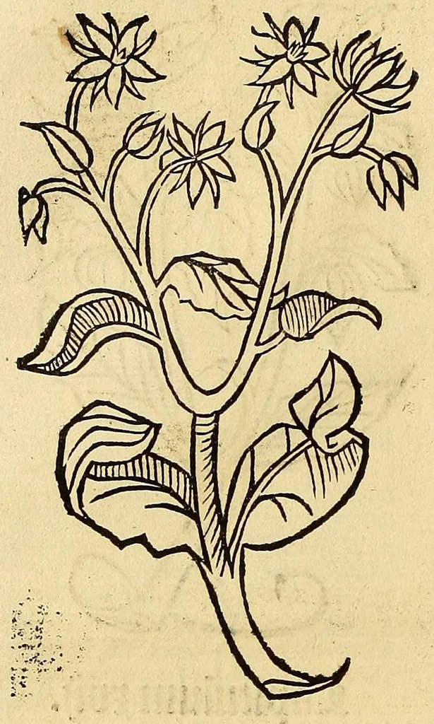 An illustration from Ortus sanitatis, leaf 30