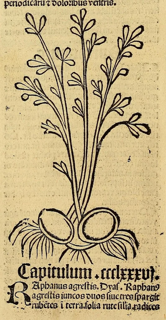 An illustration from Ortus sanitatis, leaf 300