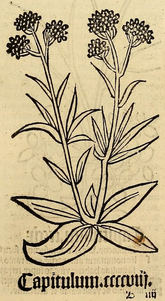 An illustration from Ortus sanitatis, leaf 319