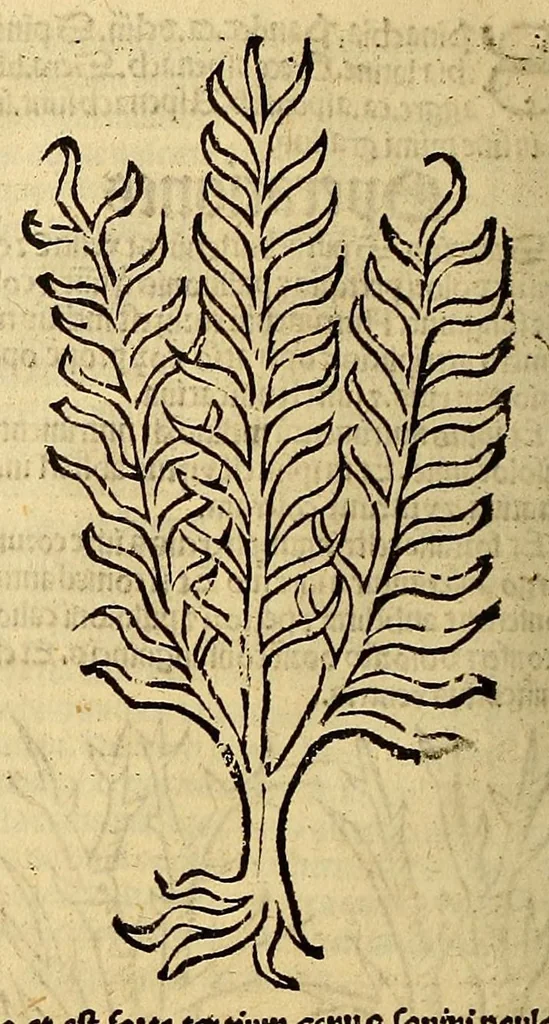 An illustration from Ortus sanitatis, leaf 356