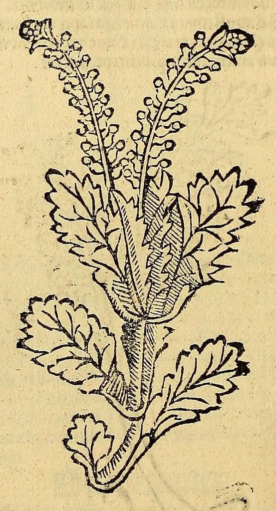 An illustration from Ortus sanitatis, leaf 368