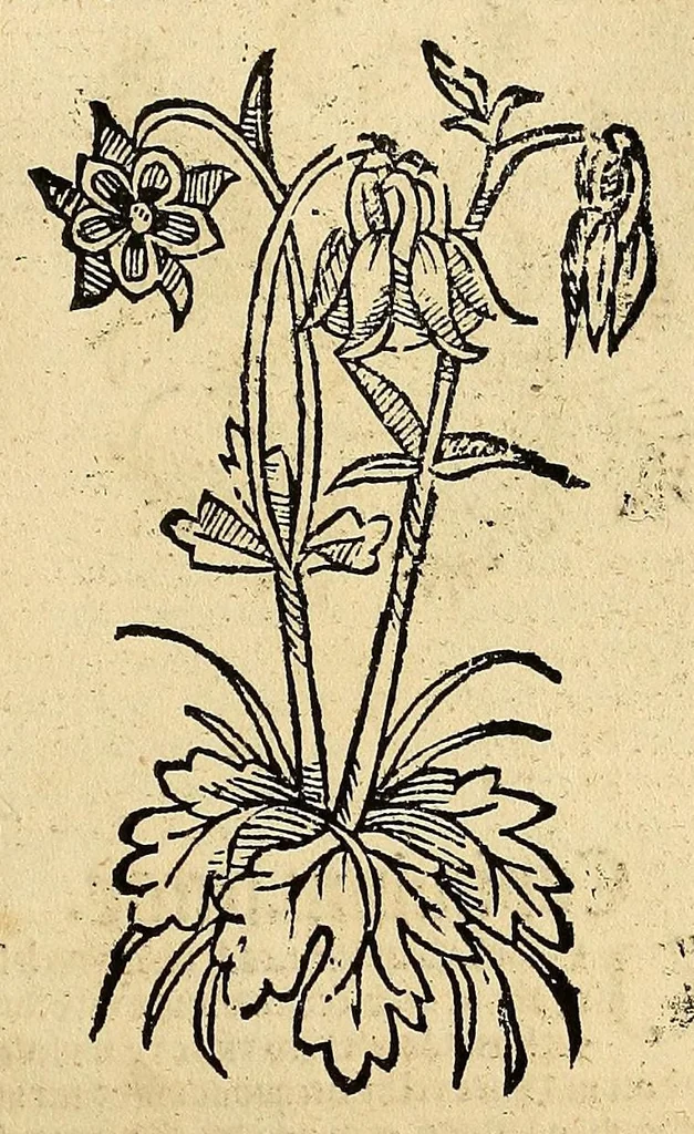 An illustration from Ortus sanitatis, leaf 401