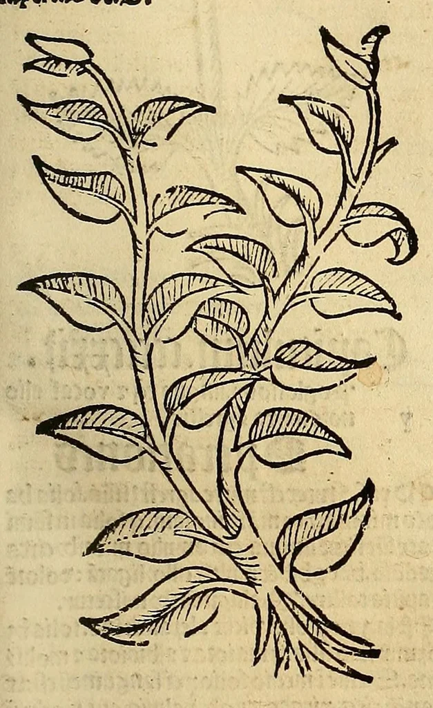 An illustration from Ortus sanitatis, leaf 409