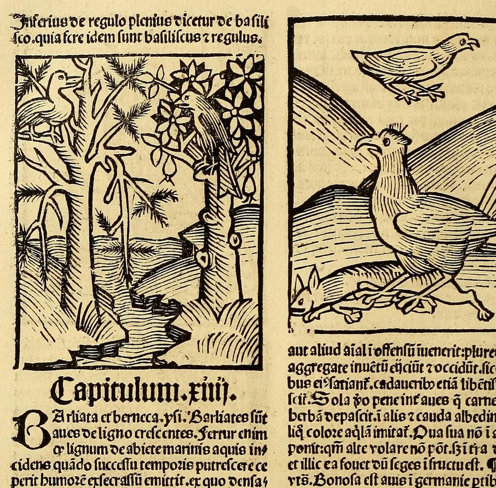 An illustration from Ortus sanitatis, leaf 510