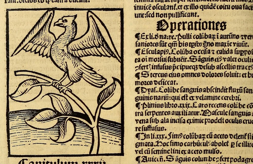 An illustration from Ortus sanitatis, leaf 518