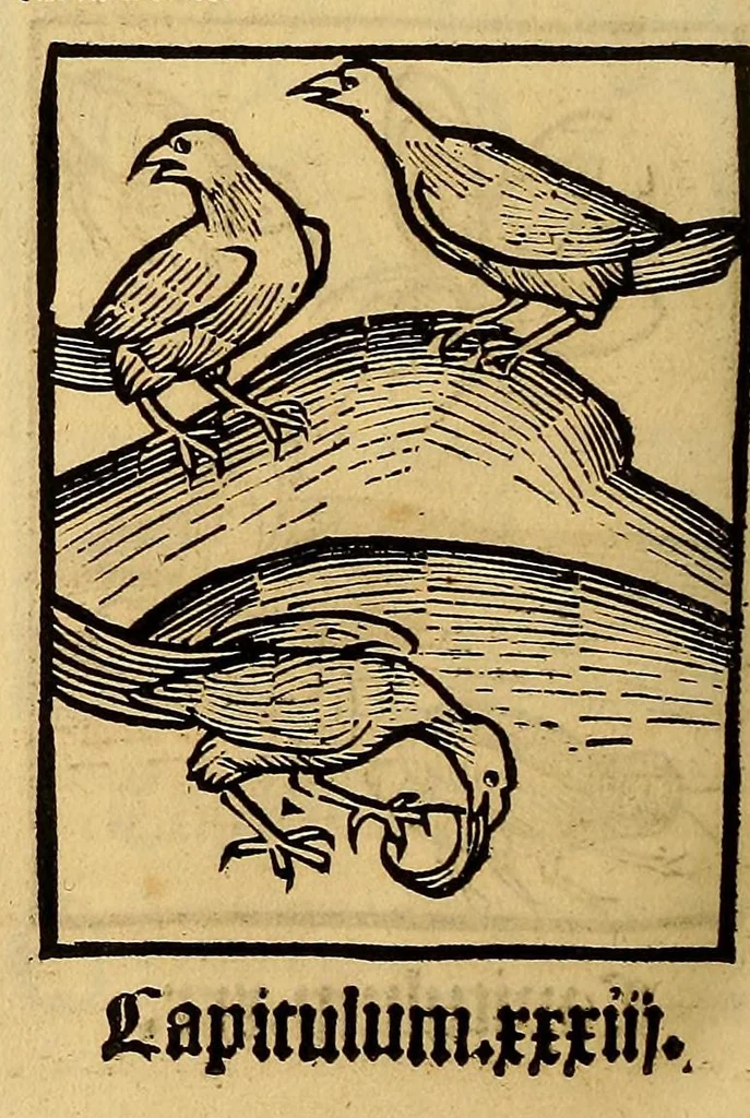 An illustration from Ortus sanitatis, leaf 518