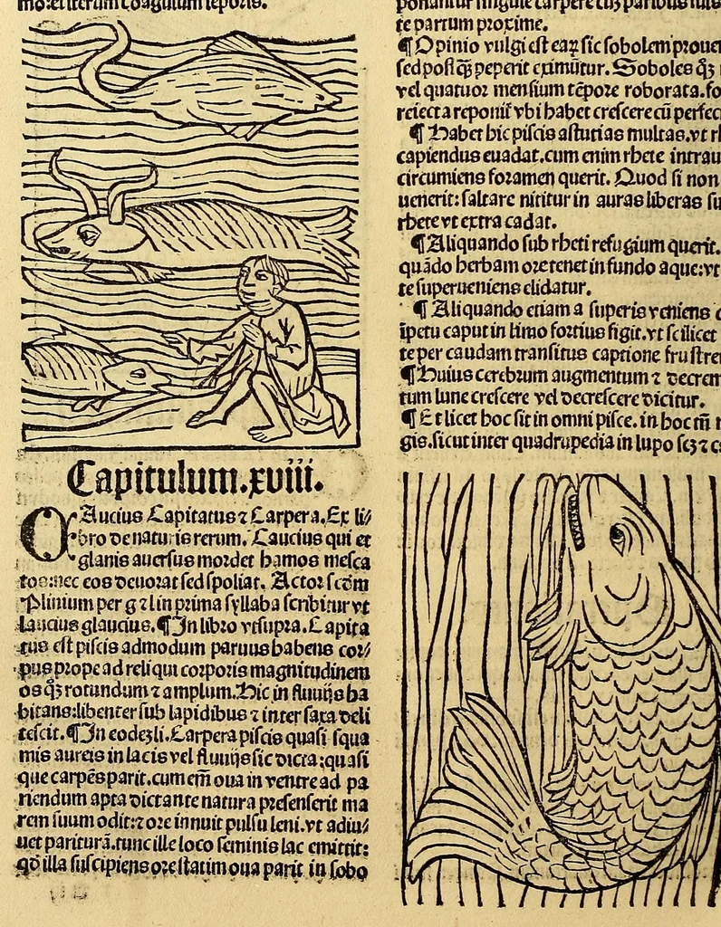 An illustration from Ortus sanitatis, leaf 566