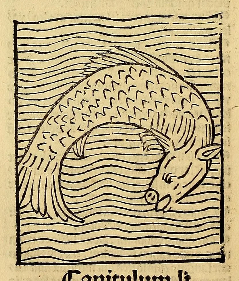 An illustration from Ortus sanitatis, leaf 582