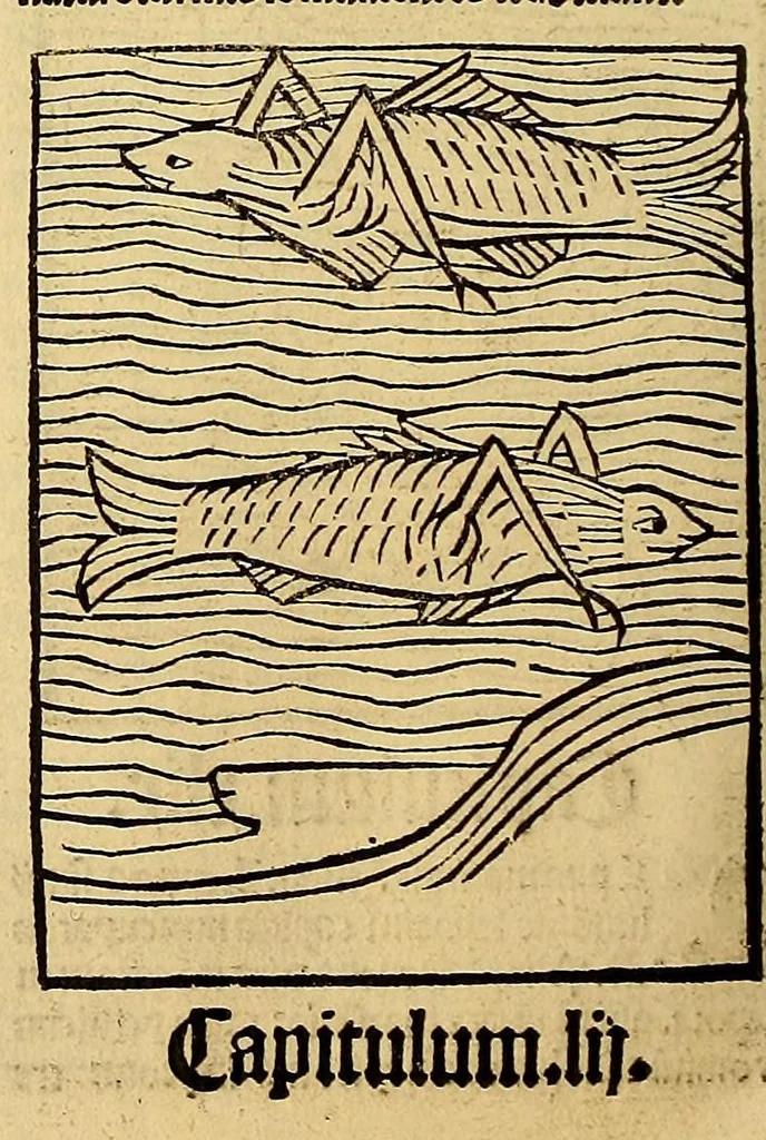 An illustration from Ortus sanitatis, leaf 582