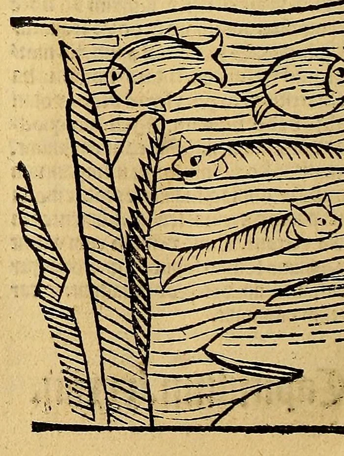 An illustration from Ortus sanitatis, leaf 598