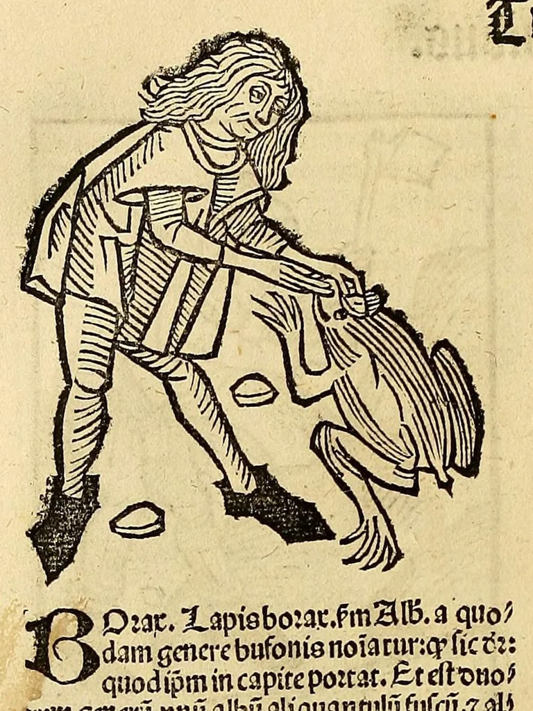 An illustration from Ortus sanitatis, leaf 622
