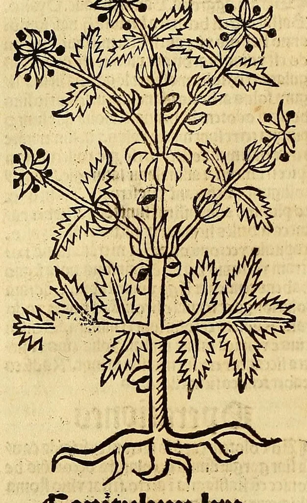 An illustration from Ortus sanitatis, leaf 64