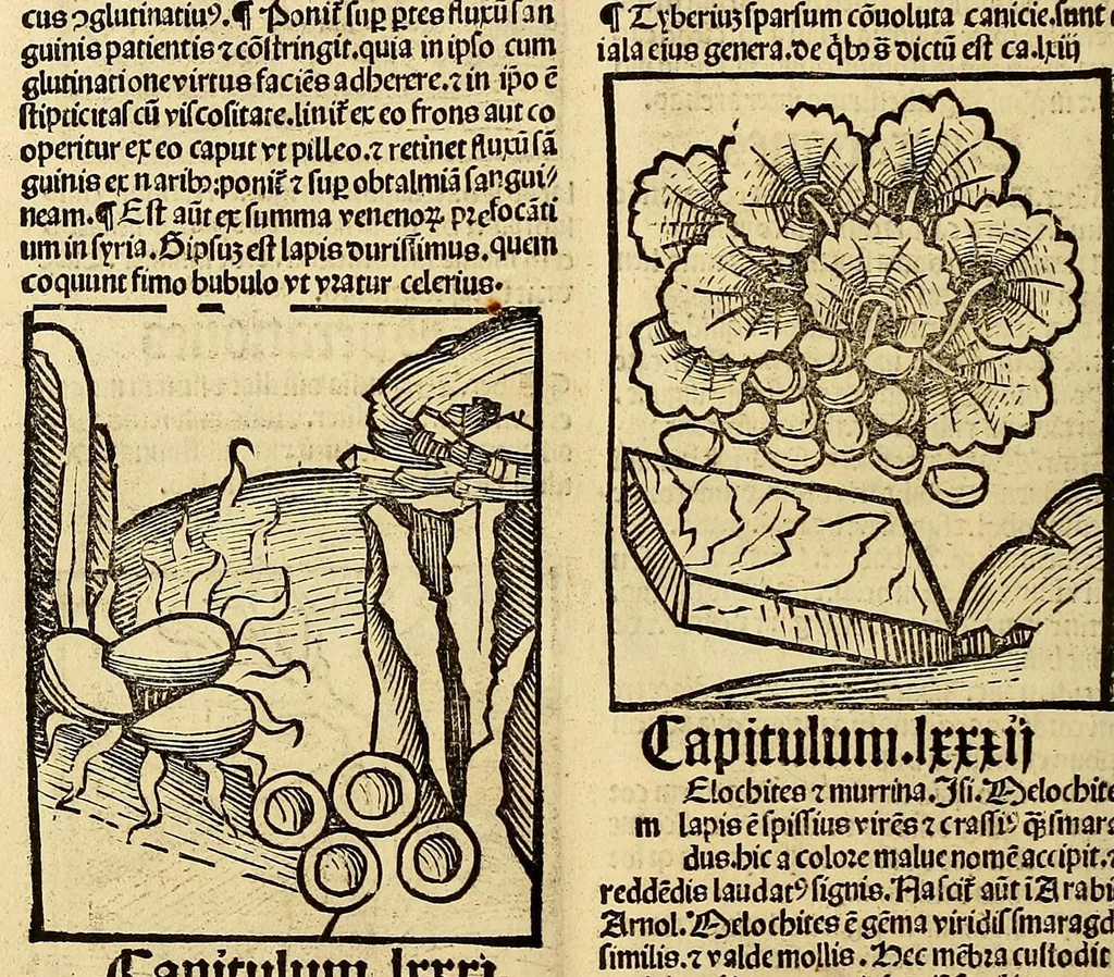 An illustration from Ortus sanitatis, leaf 646