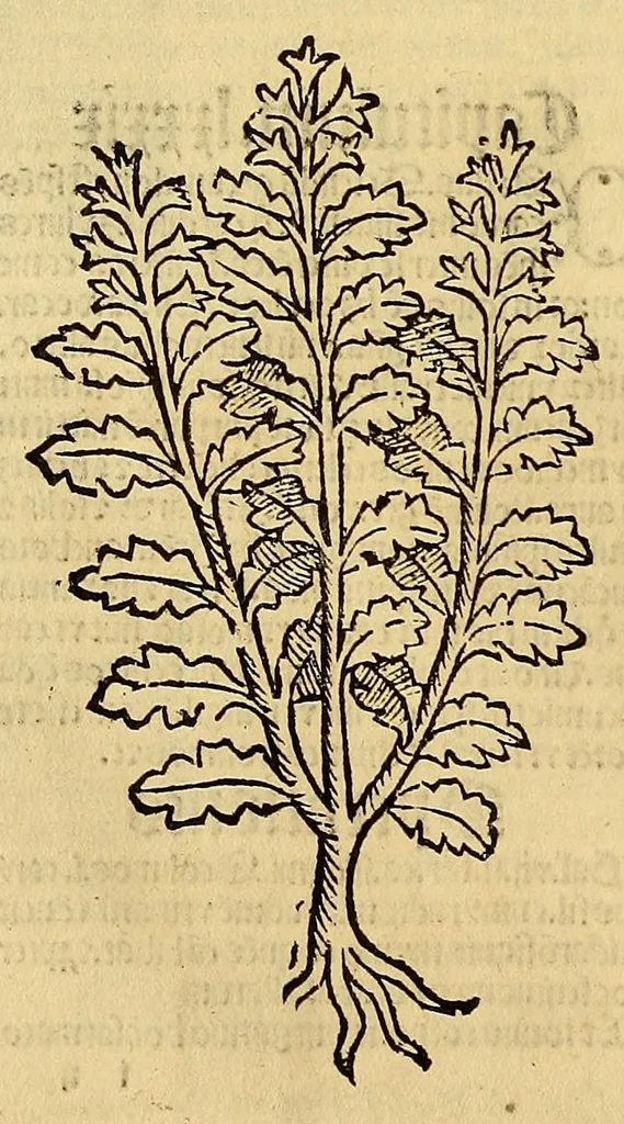 An illustration from Ortus sanitatis, leaf 80