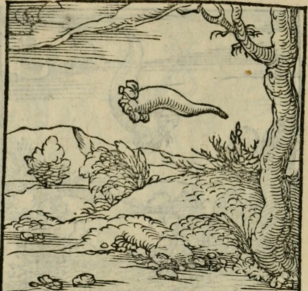 An illustration from Orvs Apollo de Ægypte De la signification des notes hieroglyphiques des Aegyptiens : cest a dire des figures par les quelles ilz escripuoient leurs mysteres secretz, & les choses sainctes & diuines, 1543, leaf 103