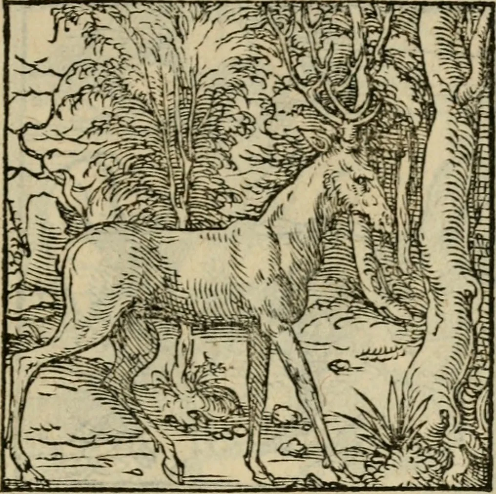 An illustration from Orvs Apollo de Ægypte De la signification des notes hieroglyphiques des Aegyptiens : cest a dire des figures par les quelles ilz escripuoient leurs mysteres secretz, & les choses sainctes & diuines, 1543, leaf 106