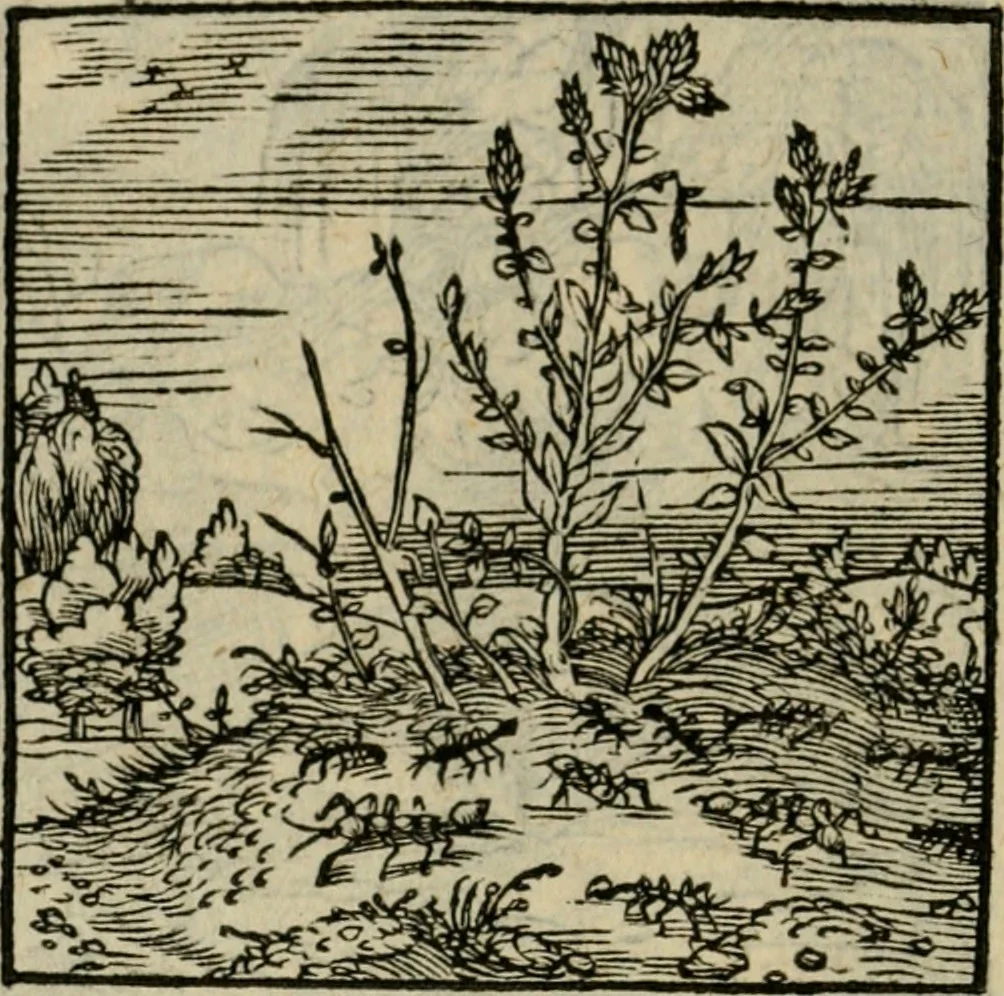 An illustration from Orvs Apollo de Ægypte De la signification des notes hieroglyphiques des Aegyptiens : cest a dire des figures par les quelles ilz escripuoient leurs mysteres secretz, & les choses sainctes & diuines, 1543, leaf 119