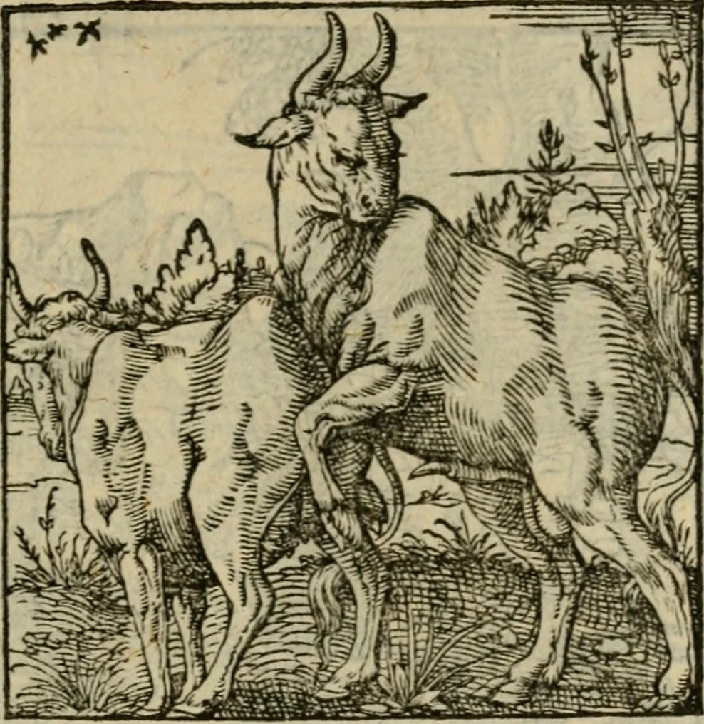 An illustration from Orvs Apollo de Ægypte De la signification des notes hieroglyphiques des Aegyptiens : cest a dire des figures par les quelles ilz escripuoient leurs mysteres secretz, & les choses sainctes & diuines, 1543, leaf 128