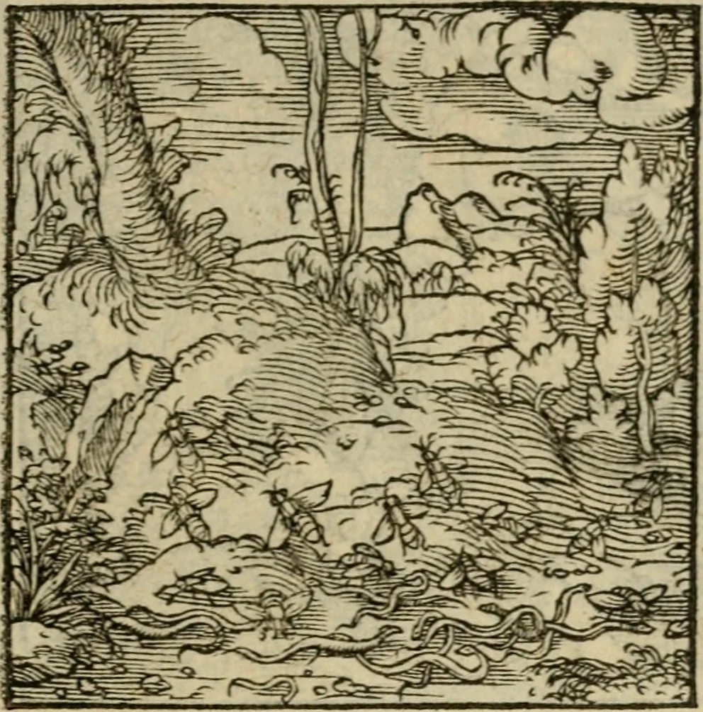 An illustration from Orvs Apollo de Ægypte De la signification des notes hieroglyphiques des Aegyptiens : cest a dire des figures par les quelles ilz escripuoient leurs mysteres secretz, & les choses sainctes & diuines, 1543, leaf 132
