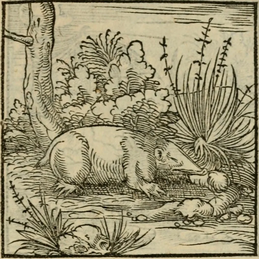 An illustration from Orvs Apollo de Ægypte De la signification des notes hieroglyphiques des Aegyptiens : cest a dire des figures par les quelles ilz escripuoient leurs mysteres secretz, & les choses sainctes & diuines, 1543, leaf 148