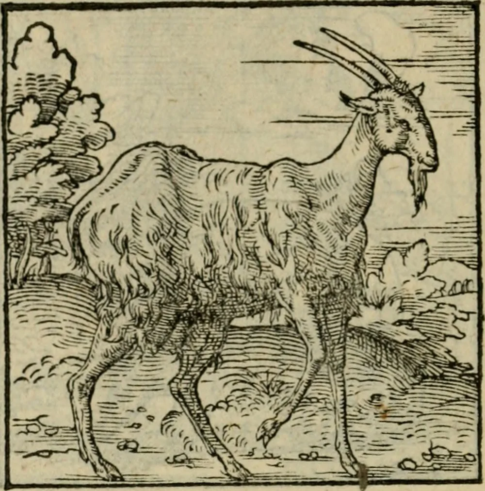 An illustration from Orvs Apollo de Ægypte De la signification des notes hieroglyphiques des Aegyptiens : cest a dire des figures par les quelles ilz escripuoient leurs mysteres secretz, & les choses sainctes & diuines, 1543, leaf 153