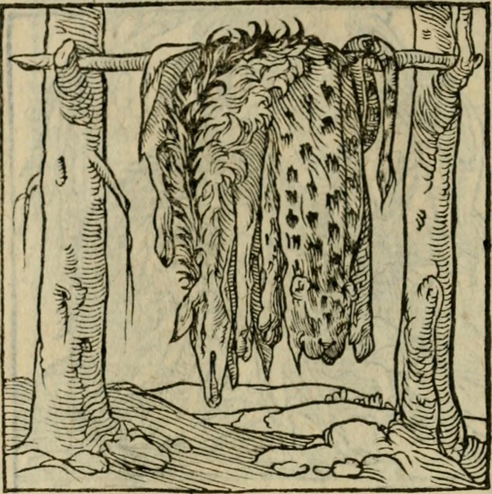 An illustration from Orvs Apollo de Ægypte De la signification des notes hieroglyphiques des Aegyptiens : cest a dire des figures par les quelles ilz escripuoient leurs mysteres secretz, & les choses sainctes & diuines, 1543, leaf 155