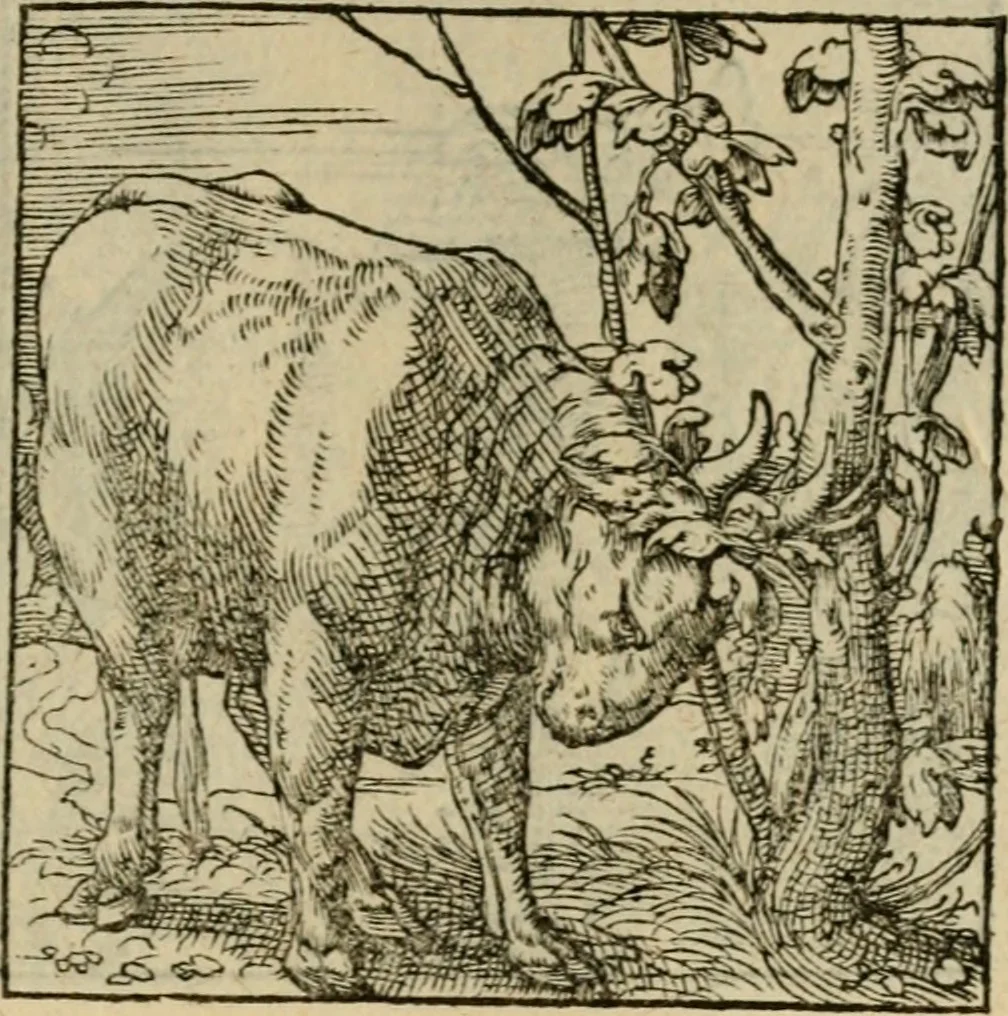An illustration from Orvs Apollo de Ægypte De la signification des notes hieroglyphiques des Aegyptiens : cest a dire des figures par les quelles ilz escripuoient leurs mysteres secretz, & les choses sainctes & diuines, 1543, leaf 162