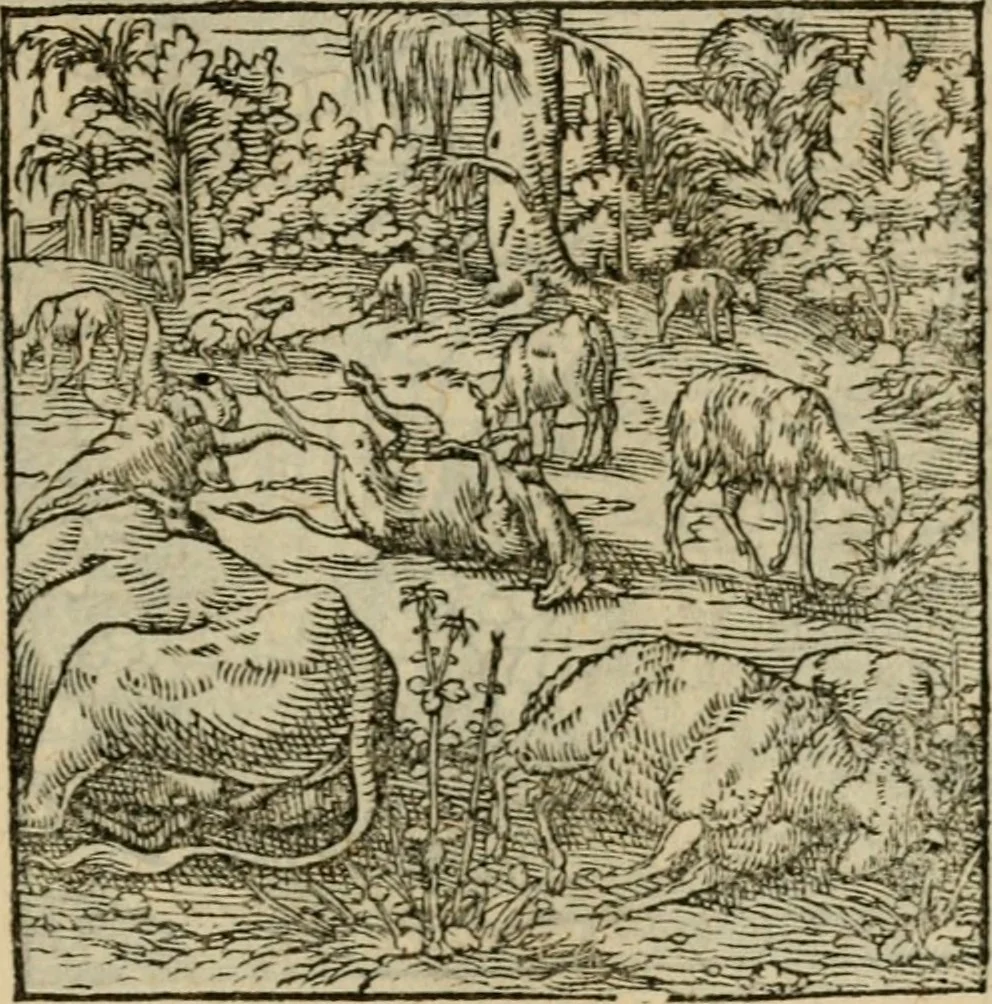 An illustration from Orvs Apollo de Ægypte De la signification des notes hieroglyphiques des Aegyptiens : cest a dire des figures par les quelles ilz escripuoient leurs mysteres secretz, & les choses sainctes & diuines, 1543, leaf 164