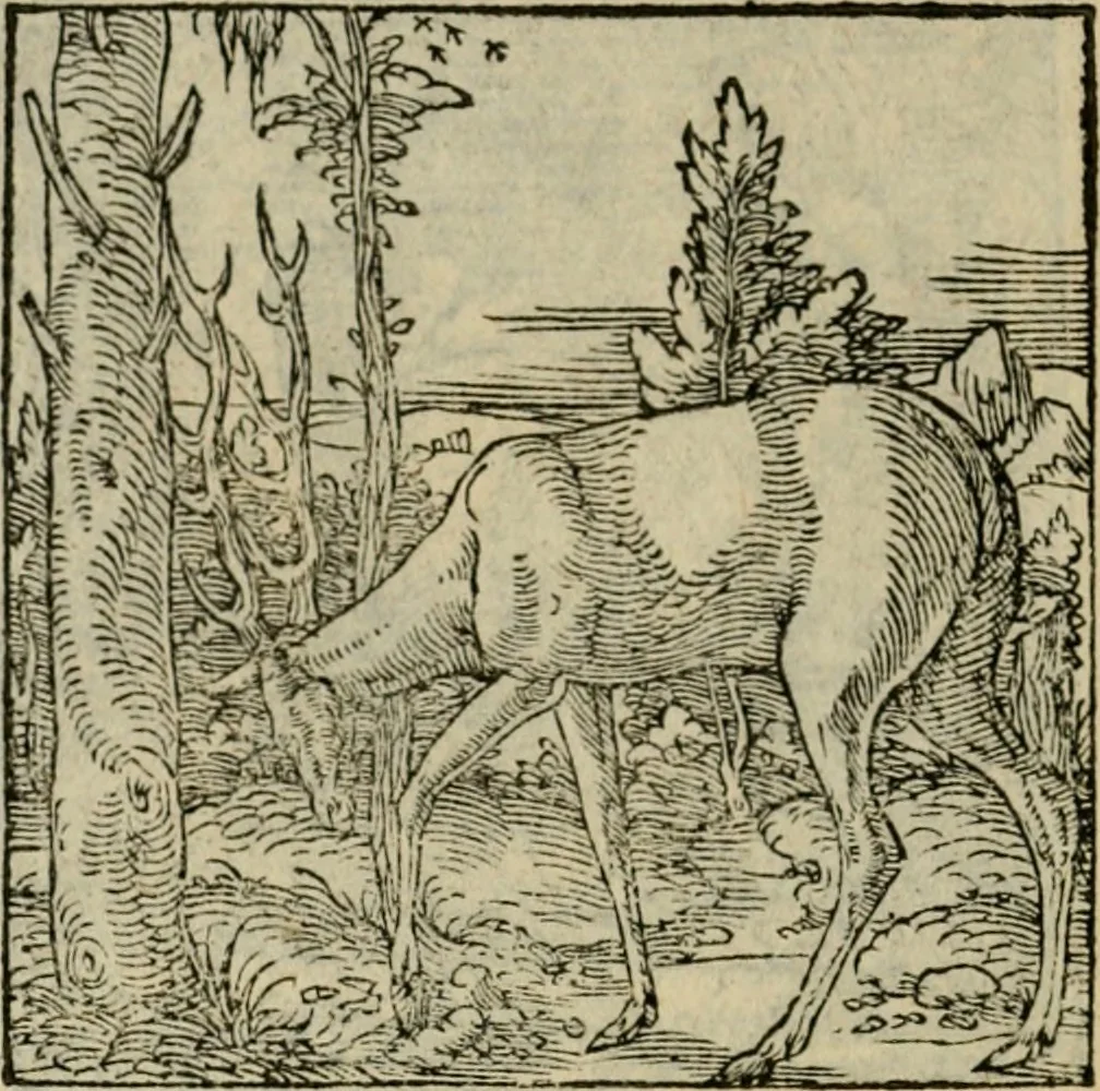 An illustration from Orvs Apollo de Ægypte De la signification des notes hieroglyphiques des Aegyptiens : cest a dire des figures par les quelles ilz escripuoient leurs mysteres secretz, & les choses sainctes & diuines, 1543, leaf 173