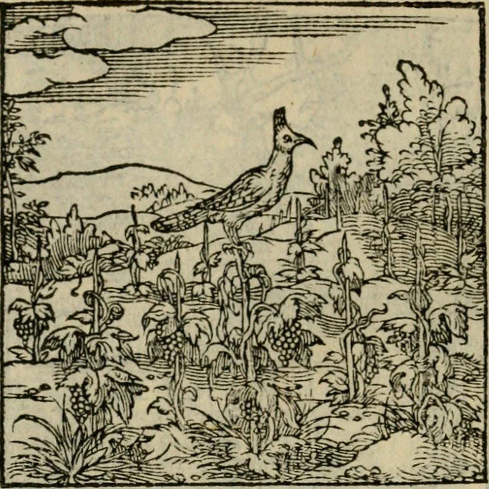 An illustration from Orvs Apollo de Ægypte De la signification des notes hieroglyphiques des Aegyptiens : cest a dire des figures par les quelles ilz escripuoient leurs mysteres secretz, & les choses sainctes & diuines, 1543, leaf 177