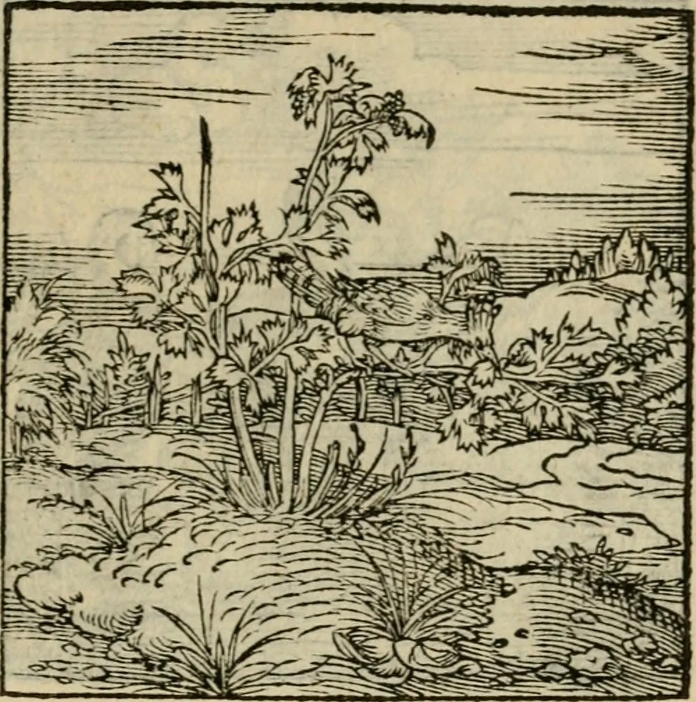An illustration from Orvs Apollo de Ægypte De la signification des notes hieroglyphiques des Aegyptiens : cest a dire des figures par les quelles ilz escripuoient leurs mysteres secretz, & les choses sainctes & diuines, 1543, leaf 178