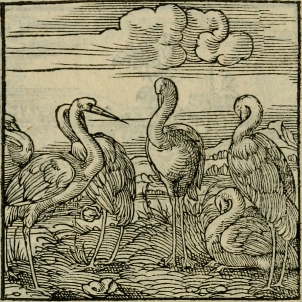 An illustration from Orvs Apollo de Ægypte De la signification des notes hieroglyphiques des Aegyptiens : cest a dire des figures par les quelles ilz escripuoient leurs mysteres secretz, & les choses sainctes & diuines, 1543, leaf 179
