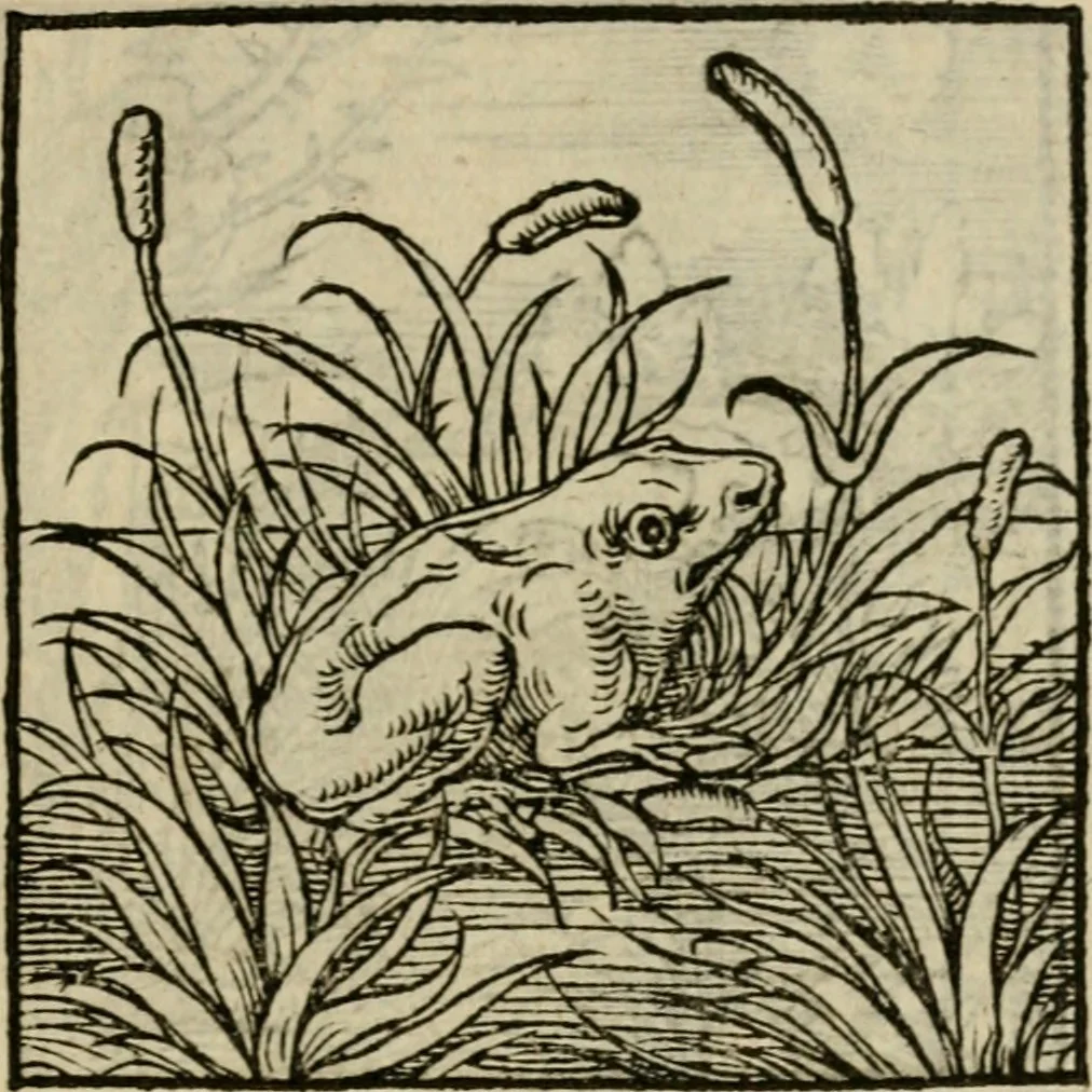An illustration from Orvs Apollo de Ægypte De la signification des notes hieroglyphiques des Aegyptiens : cest a dire des figures par les quelles ilz escripuoient leurs mysteres secretz, & les choses sainctes & diuines, 1543, leaf 186