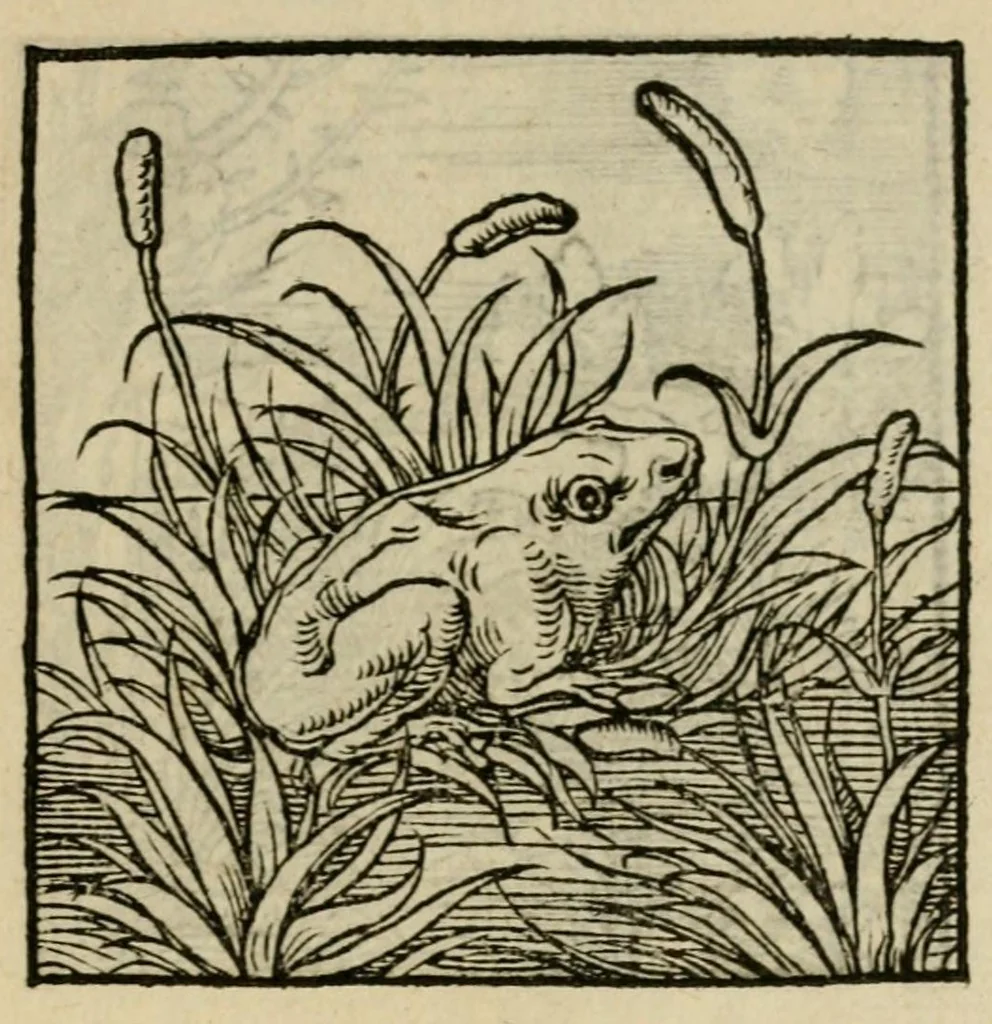 An illustration from Orvs Apollo de Ægypte De la signification des notes hieroglyphiques des Aegyptiens : cest a dire des figures par les quelles ilz escripuoient leurs mysteres secretz, & les choses sainctes & diuines, 1543, leaf 187