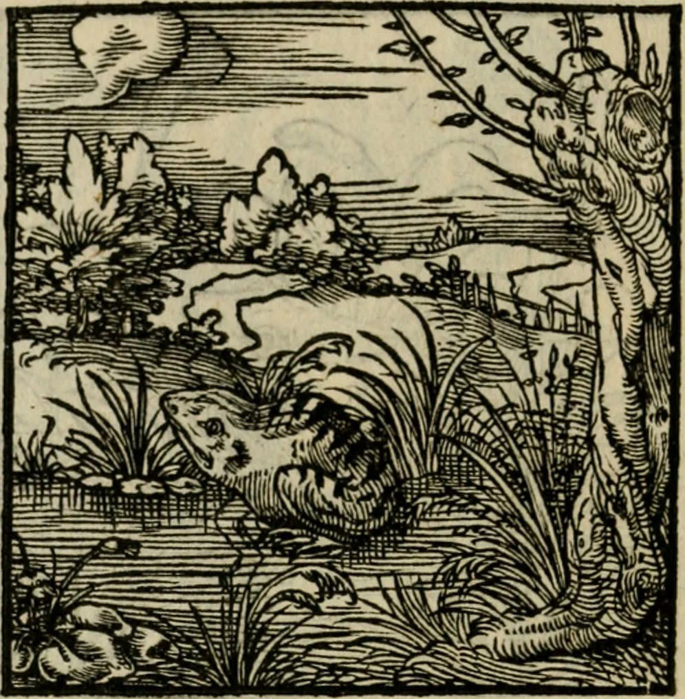 An illustration from Orvs Apollo de Ægypte De la signification des notes hieroglyphiques des Aegyptiens : cest a dire des figures par les quelles ilz escripuoient leurs mysteres secretz, & les choses sainctes & diuines, 1543, leaf 187