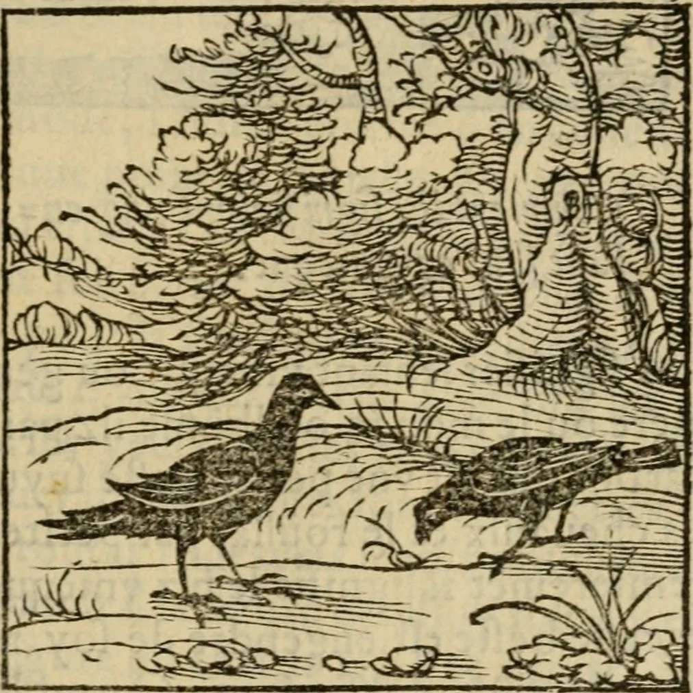 An illustration from Orvs Apollo de Ægypte De la signification des notes hieroglyphiques des Aegyptiens : cest a dire des figures par les quelles ilz escripuoient leurs mysteres secretz, & les choses sainctes & diuines, 1543, leaf 20