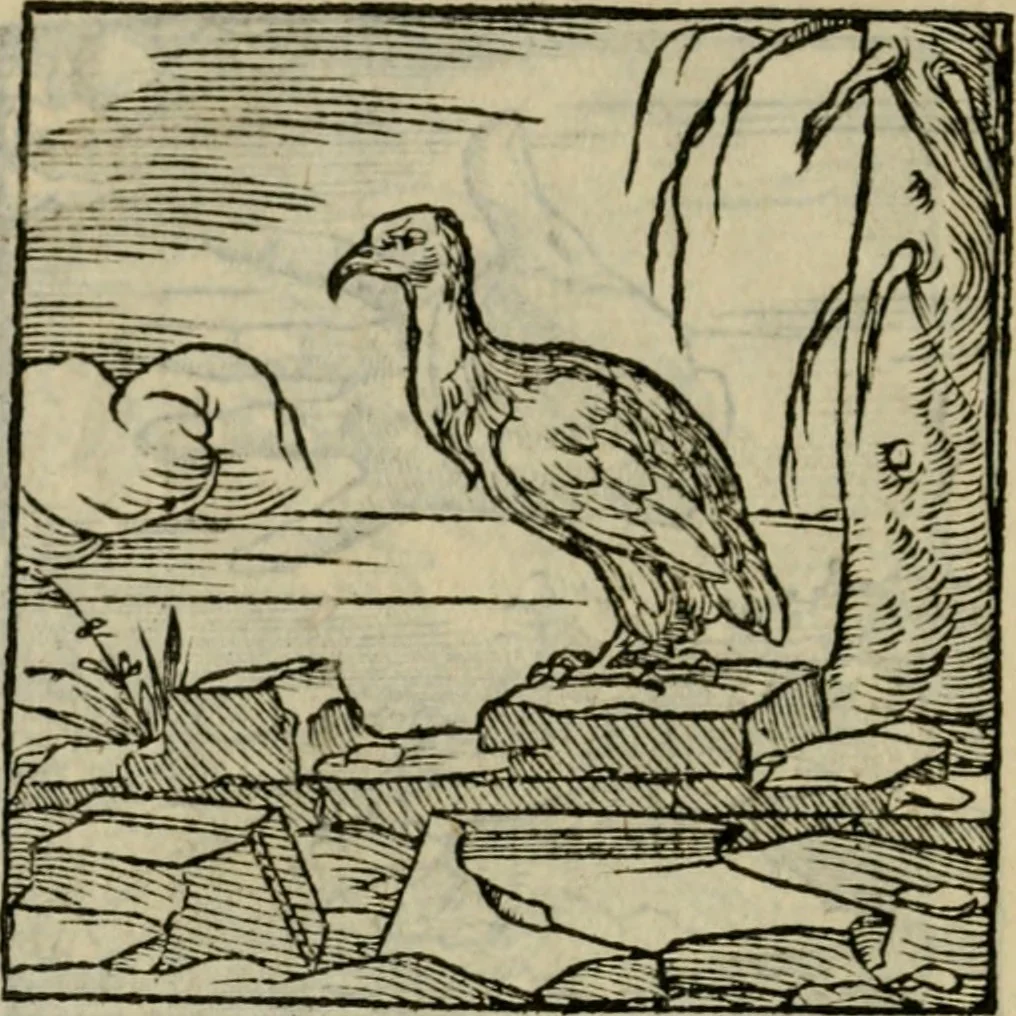 An illustration from Orvs Apollo de Ægypte De la signification des notes hieroglyphiques des Aegyptiens : cest a dire des figures par les quelles ilz escripuoient leurs mysteres secretz, & les choses sainctes & diuines, 1543, leaf 203