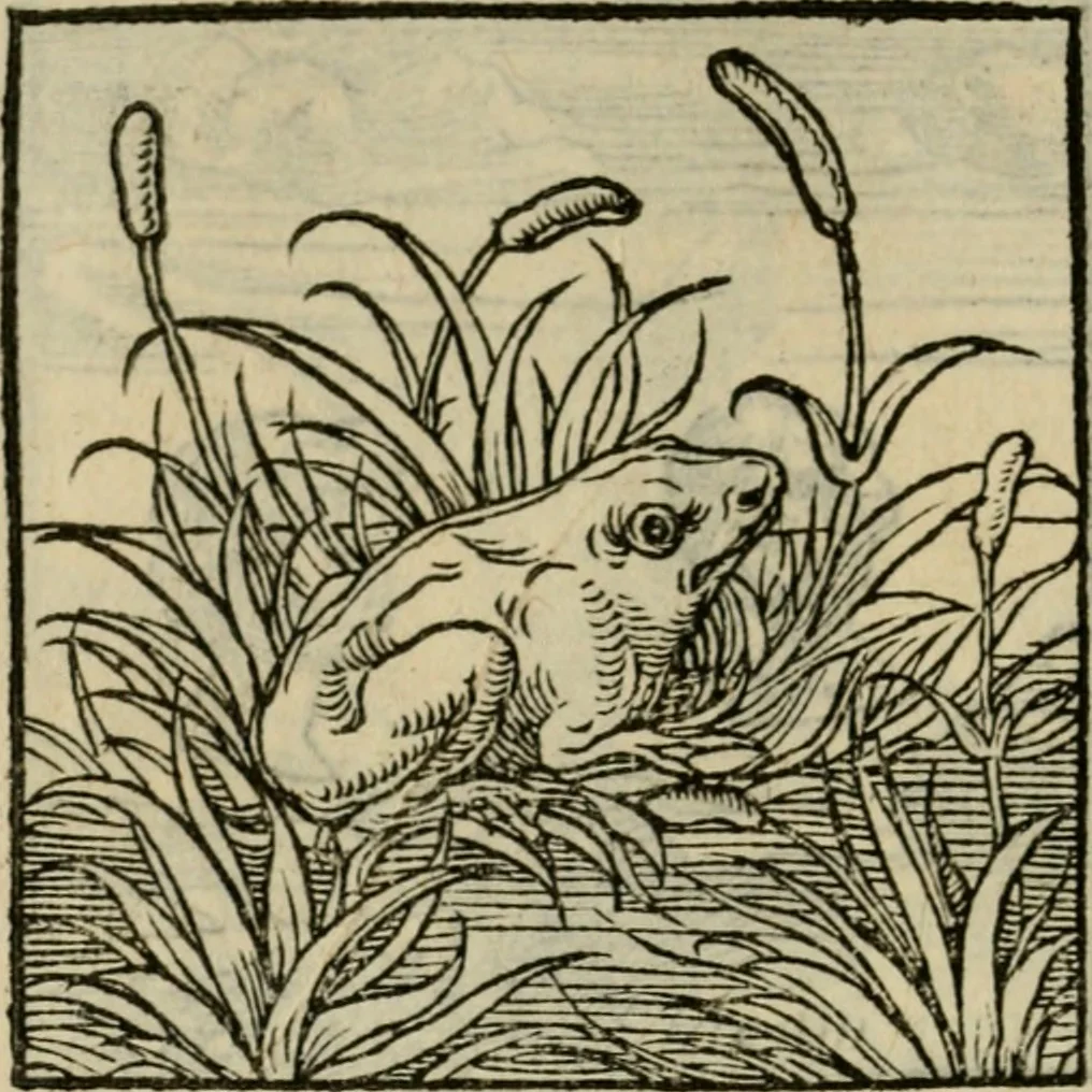 An illustration from Orvs Apollo de Ægypte De la signification des notes hieroglyphiques des Aegyptiens : cest a dire des figures par les quelles ilz escripuoient leurs mysteres secretz, & les choses sainctes & diuines, 1543, leaf 41