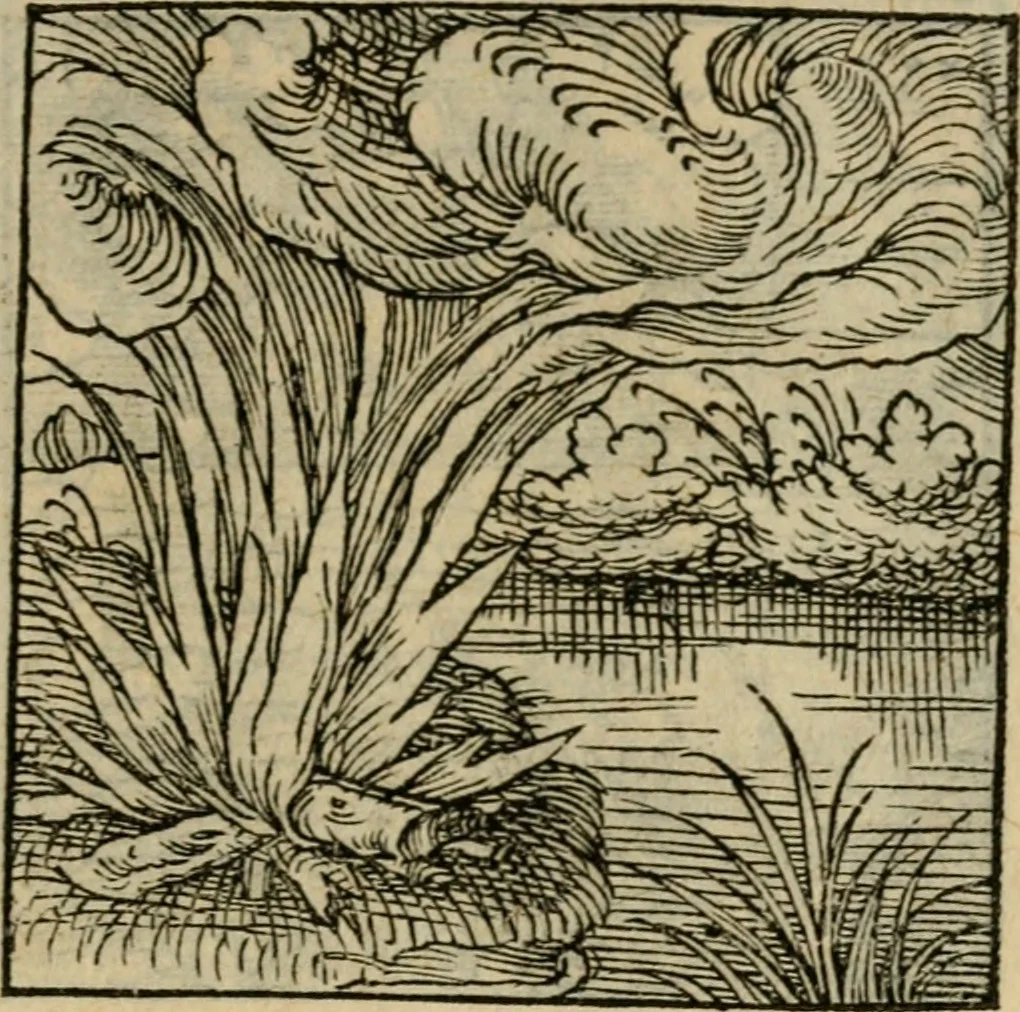An illustration from Orvs Apollo de Ægypte De la signification des notes hieroglyphiques des Aegyptiens : cest a dire des figures par les quelles ilz escripuoient leurs mysteres secretz, & les choses sainctes & diuines, 1543, leaf 60