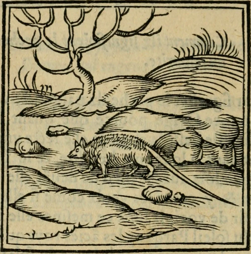An illustration from Orvs Apollo de Ægypte De la signification des notes hieroglyphiques des Aegyptiens : cest a dire des figures par les quelles ilz escripuoient leurs mysteres secretz, & les choses sainctes & diuines, 1543, leaf 67