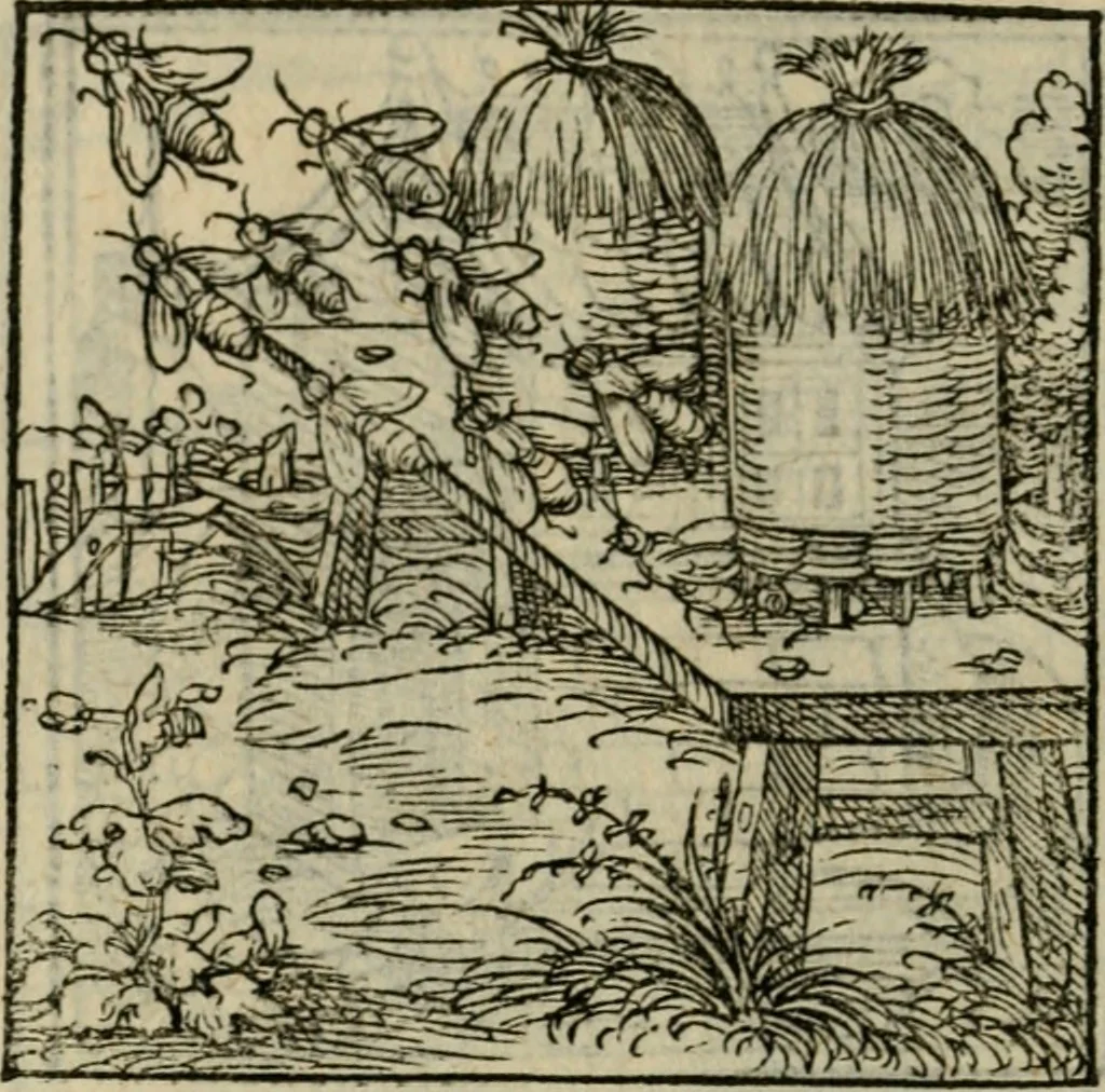 An illustration from Orvs Apollo de Ægypte De la signification des notes hieroglyphiques des Aegyptiens : cest a dire des figures par les quelles ilz escripuoient leurs mysteres secretz, & les choses sainctes & diuines, 1543, leaf 79