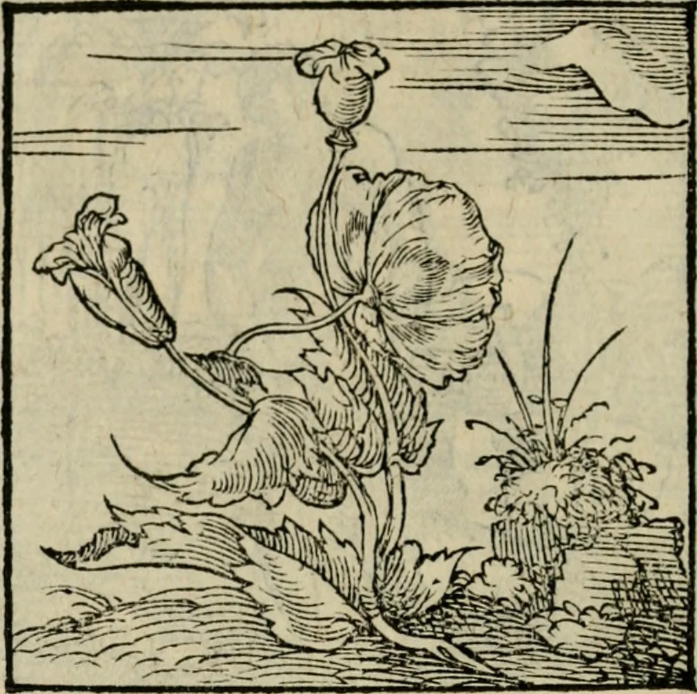 An illustration from Orvs Apollo de Ægypte De la signification des notes hieroglyphiques des Aegyptiens : cest a dire des figures par les quelles ilz escripuoient leurs mysteres secretz, & les choses sainctes & diuines, 1543, leaf 93