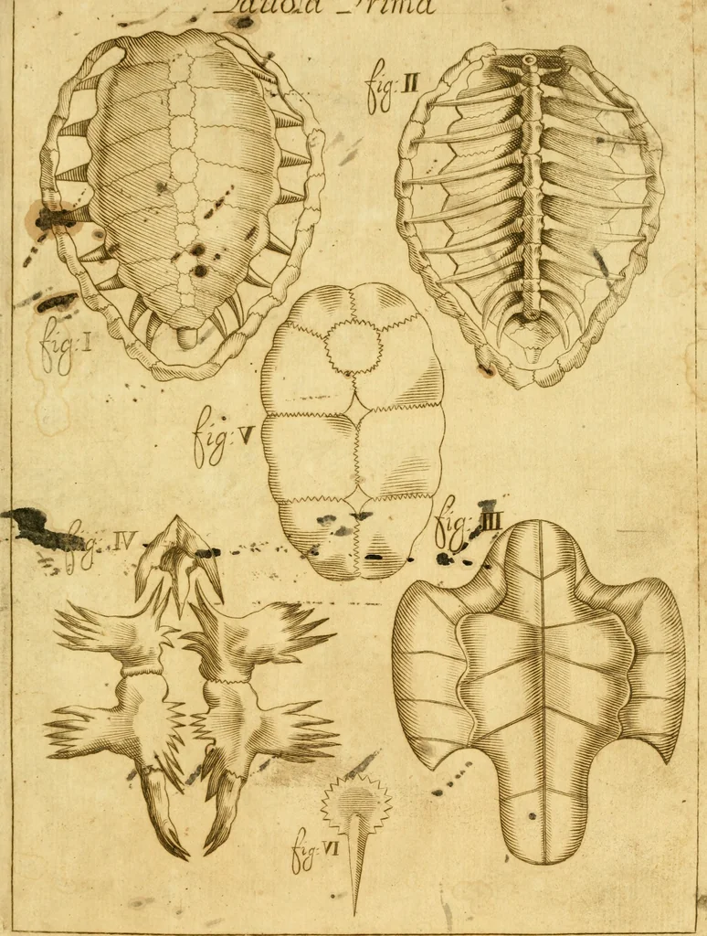 An illustration from Osservazioni anatomiche, 1687, leaf 100