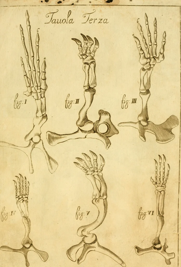 An illustration from Osservazioni anatomiche, 1687, leaf 102