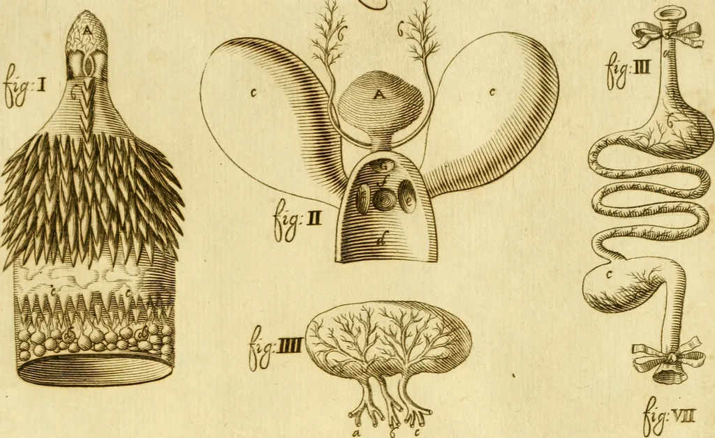 An illustration from Osservazioni anatomiche, 1687, leaf 104